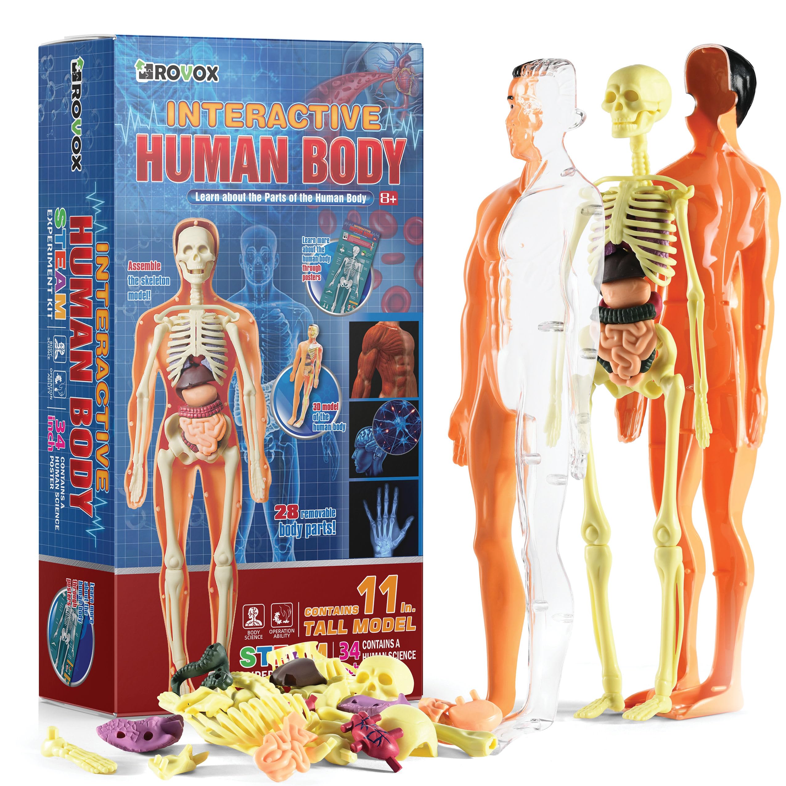 Photo 1 of Rovox Human Anatomy Model - Removable Skeleton & Torso for Kids & Teens - 30 Piece Full Anatomy Set - 11 Inches Tall