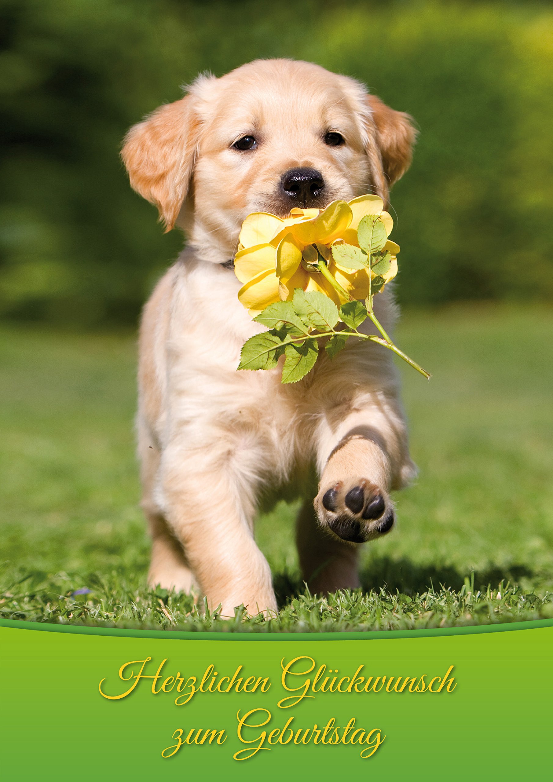 XL Birthday Card "Dog with Flower": Funny Birthday Card in DIN A4 Format with Matching Envelope by Edition Colibri (10739)