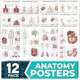 12-Pack Laminated Anatomy Posters for Wall &ndash; Educational Human Body Systems Charts for Students, Classrooms &amp; Medical Office Decor - Includes Muscular, Skeletal, Nervous &amp; More, Size 17&rdquo;x27&rdquo;