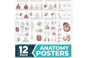GRAND BASICS 12-Pack Laminated Anatomy Posters for Wall – Educational Human Body Systems Charts for Students, Classrooms & Medical Office Decor - Includes Muscular, Skeletal, Nervous & More, Size 17”x27”