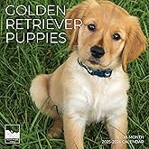 July 2025- December 2026 Golden Retrievers Puppies Wall Calendar 18 Month | 12" x 24" Open | Giftable Dog Calendar 2026 | Thi