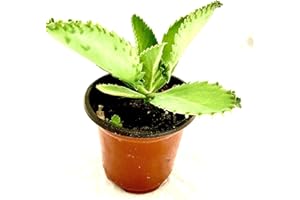 Mother of Thousands-Kalanchoe Daigremontiana-Mexican Hat Live Plant