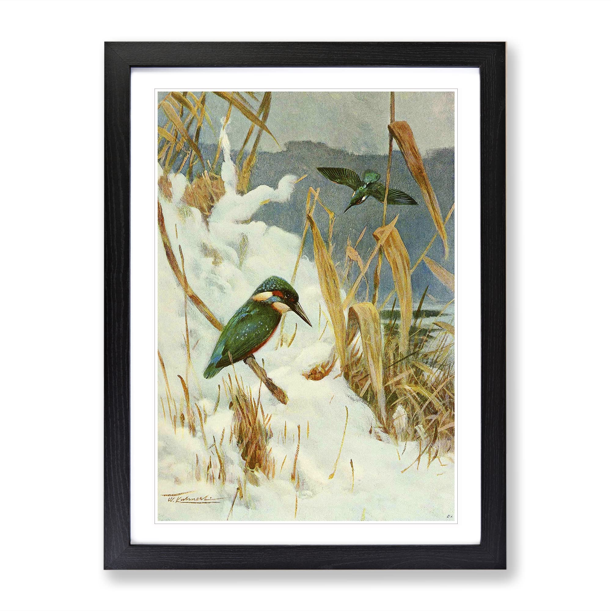 Vintage W Kuhnert Kingfisher Vintage Framed Wall Art Print, Ready to Hang Picture for Living Room Bedroom Home Office Décor, Black A4 (34 x 25 cm)