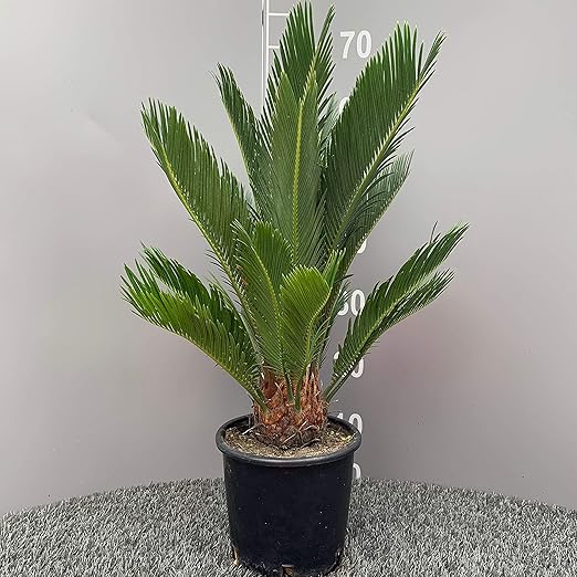 Pianta Cycas Revoluta Vaso: 18