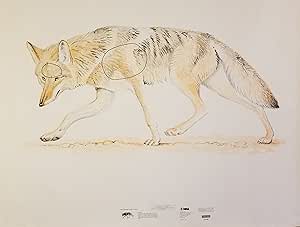 Amazon.com : Lifesize Coyote Targets, Official NRA Game Targets, Pack ...