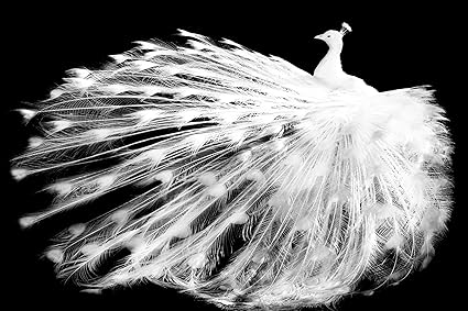 Grande Stampa Artistica Su Tela Pavone Bianco Su Nero
