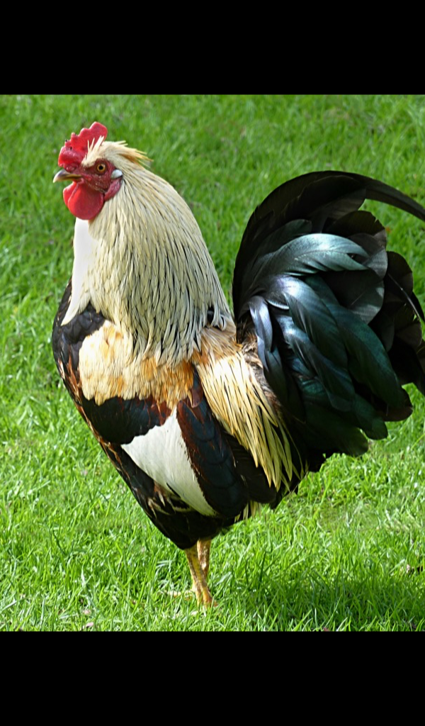 rooster Wallpaper HD Wallpapers of roosters! Amazon.ca Apps for