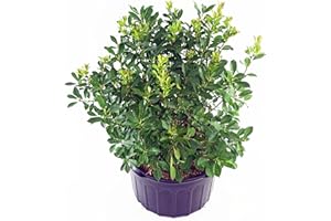 GREEN PROMISE FARMS Ilex verticillata 'Red Sprite' (Winterberry) Shrub, XL red fruit, #2 - Size Container