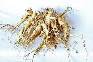 DAIRYLAND MANAGEMENT LLC American Ginseng Transplant Roots (Premium Quality, Seed Producing Plants) (10)