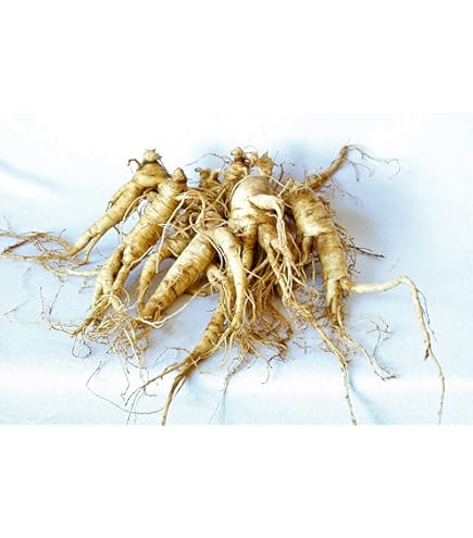 Amazon.com : 25+ Ginseng SEEDS Wild Stratified American Seeds Ready To Plant  Now Grow Roots : Patio, Lawn & Garden