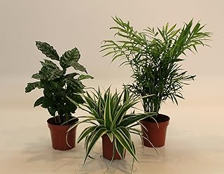 Dominik Blumen und Pflanzen, Indoor-Trio - Kaffee-Pflanze Coffea arabica, Grünlilie Chlorophytum comosum und Zimmerpalme Chamaedorea, Zimmerpflanzen, Kübelpflanzen