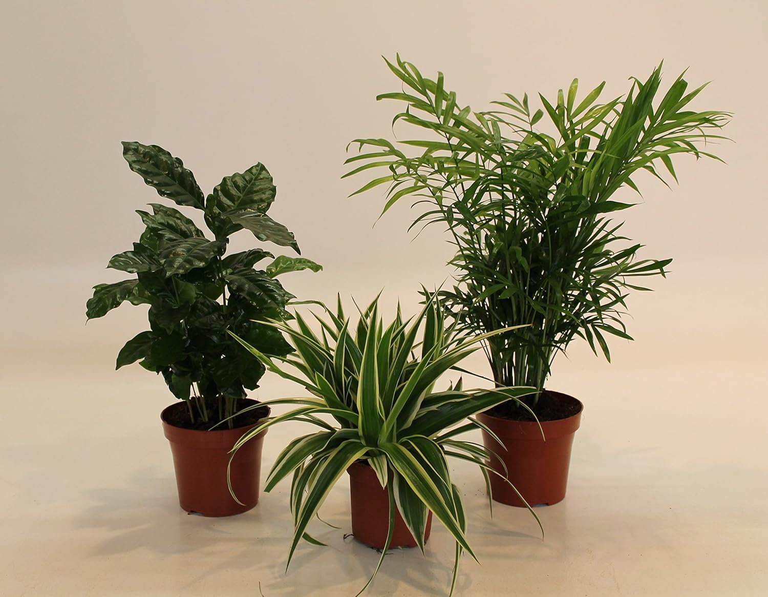 Dominik Blumen und Pflanzen, Indoor-Trio - Kaffee-Pflanze Coffea arabica, Grünlilie Chlorophytum comosum und Zimmerpalme Chamaedorea, Zimmerpflanzen, Kübelpflanzen