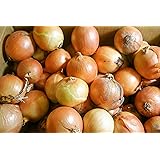 北海道産　　玉ねぎ　Ｍサイズ　10ｋｇ