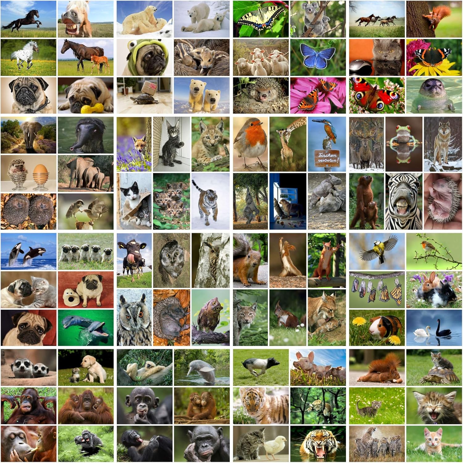 Edition Colibri, set van 100 dieransichtkaarten, dieren in een set, briljante fotodruk, alle