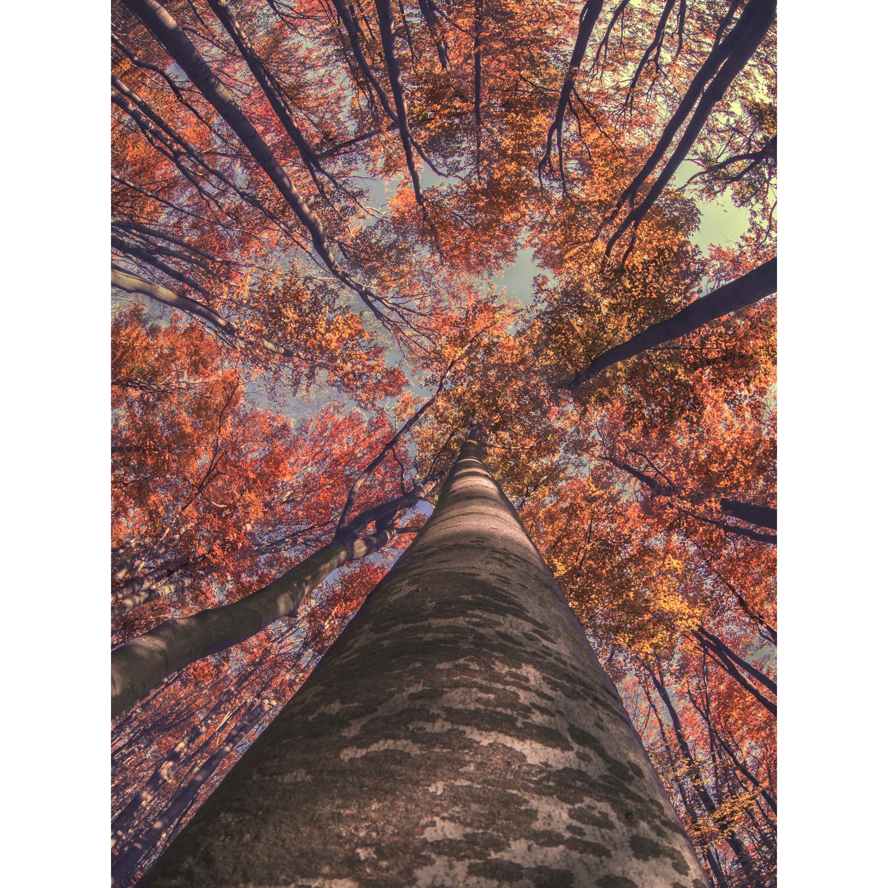 Birch Forest In Autumn Large Wall Art Print Canvas Premium Poster