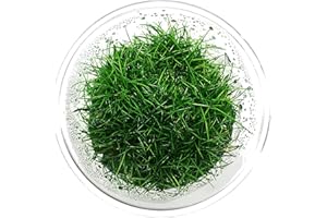 Greenpro Dwarf Hairgrass Live Aquarium Plants Tissue Culture Cup Freshwater Fish Tank Decorations