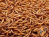 Chubby Mealworms 500g Dried High Protein Wild Bird Food Reptile Gecko Snack view 7