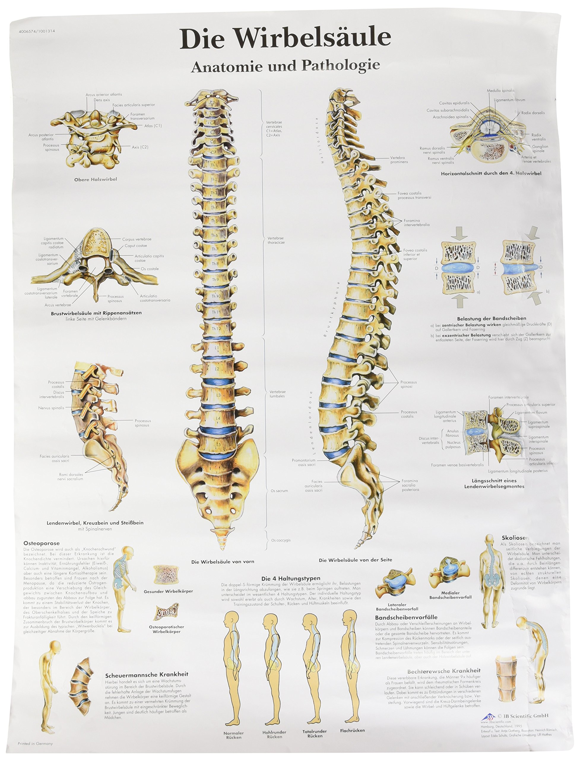 3B Scientific VR0152UU Anatomical Chart - The Human Spine