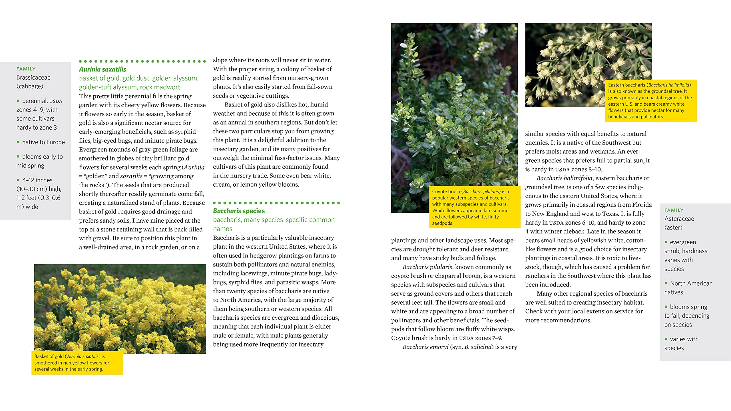 Attracting Beneficial Bugs to Your Garden, Revised and Updated Second Edition: A Natural Approach to Pest Control