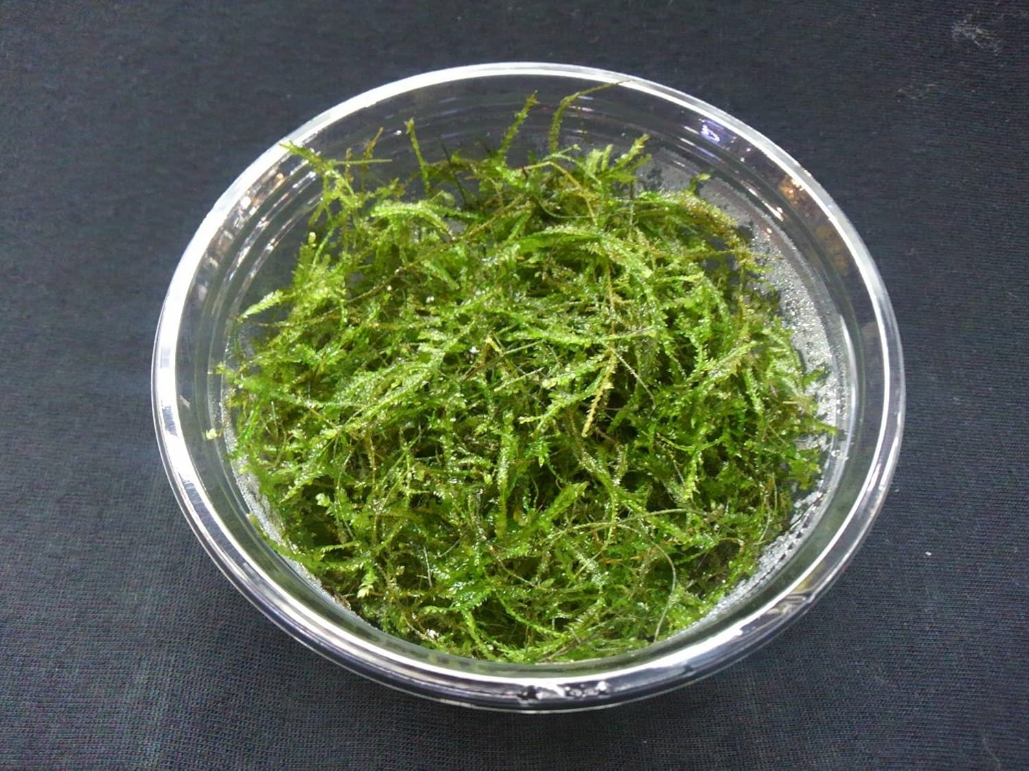 Amazon 水草 生体 ウィローモス カップ入り ネットファームジャパン ネットファームジャパン 生体水草 通販