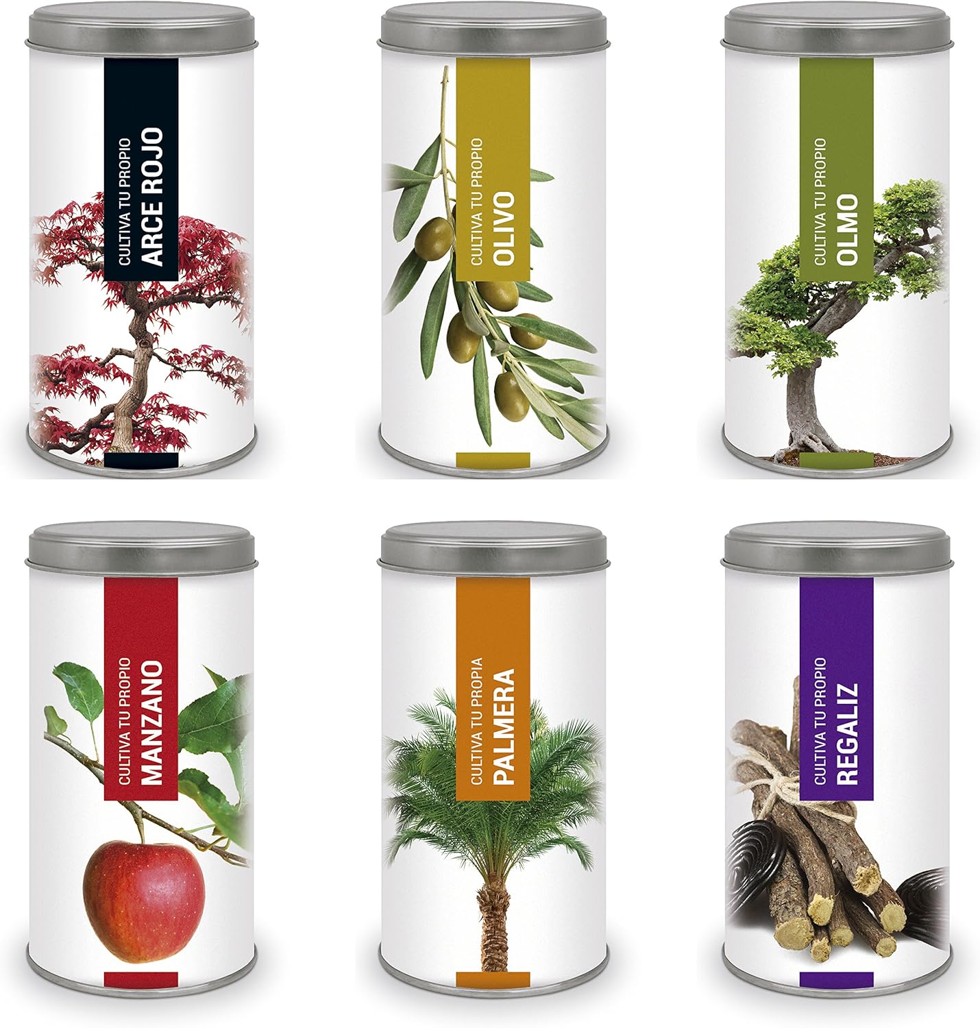 Garden Pocket - Kit de Cultivo Bonsái Pino PIÑONERO: Amazon.es: Jardín