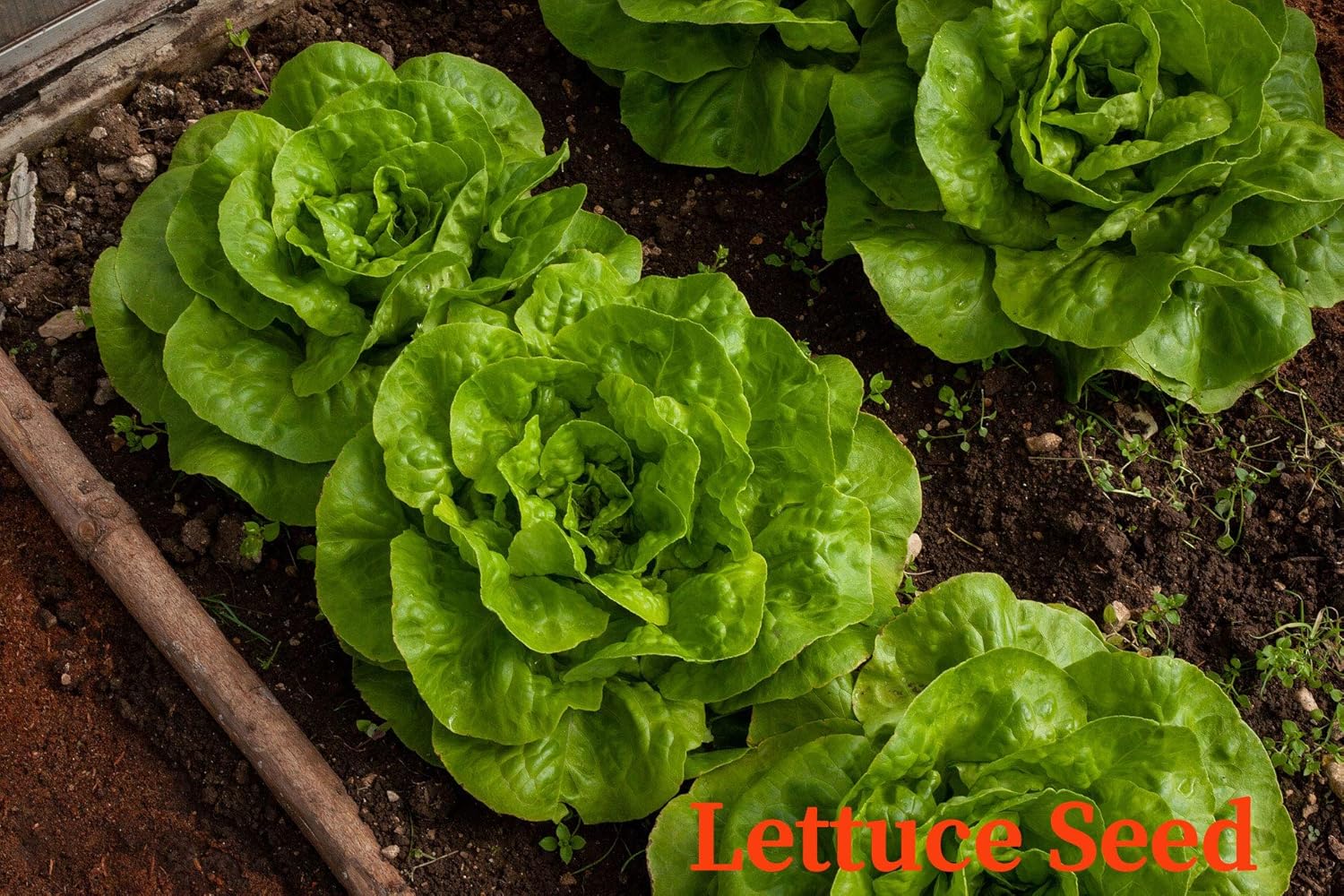500PCS Organic Lettuce Seeds, Green Vegetable Seeds