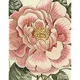 John Derian Picture Book II