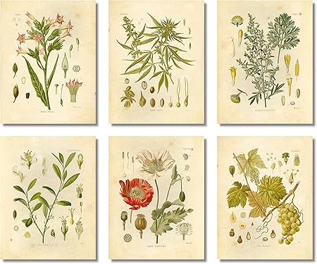 Amazon Ink Inc Psychoactive Plants ボタニカル絵画 ビンテージアートプリント 6枚セット 8x10インチ フレームなし 大麻コカオピウム ポピー タバコ ワームウッド ブドウ アートフレーム ポスター オンライン通販