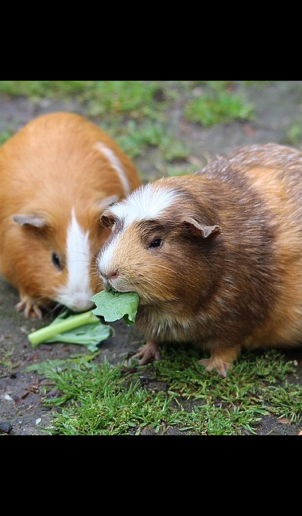Guinea Pig Wallpaper HD Wallpapers of Guinea Pigs!Amazon.de