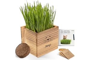 AVERGO Cat Grass Kit for Indoor Cats – x2 Seed Packets | Cat Grass Seeds with Wooden Planter & Soil – Pet Wheatgrass Grass