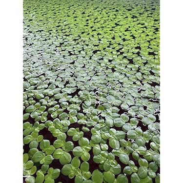 Amazon Best Sellers: Best Live Aquarium Plants