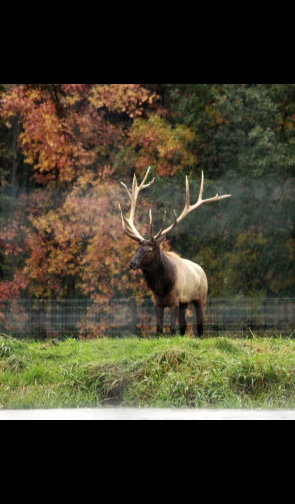 elk antler Wallpaper – HD Wallpapers of elk antlers!:Amazon.ca
