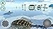Sea Monster Simulator 3D
