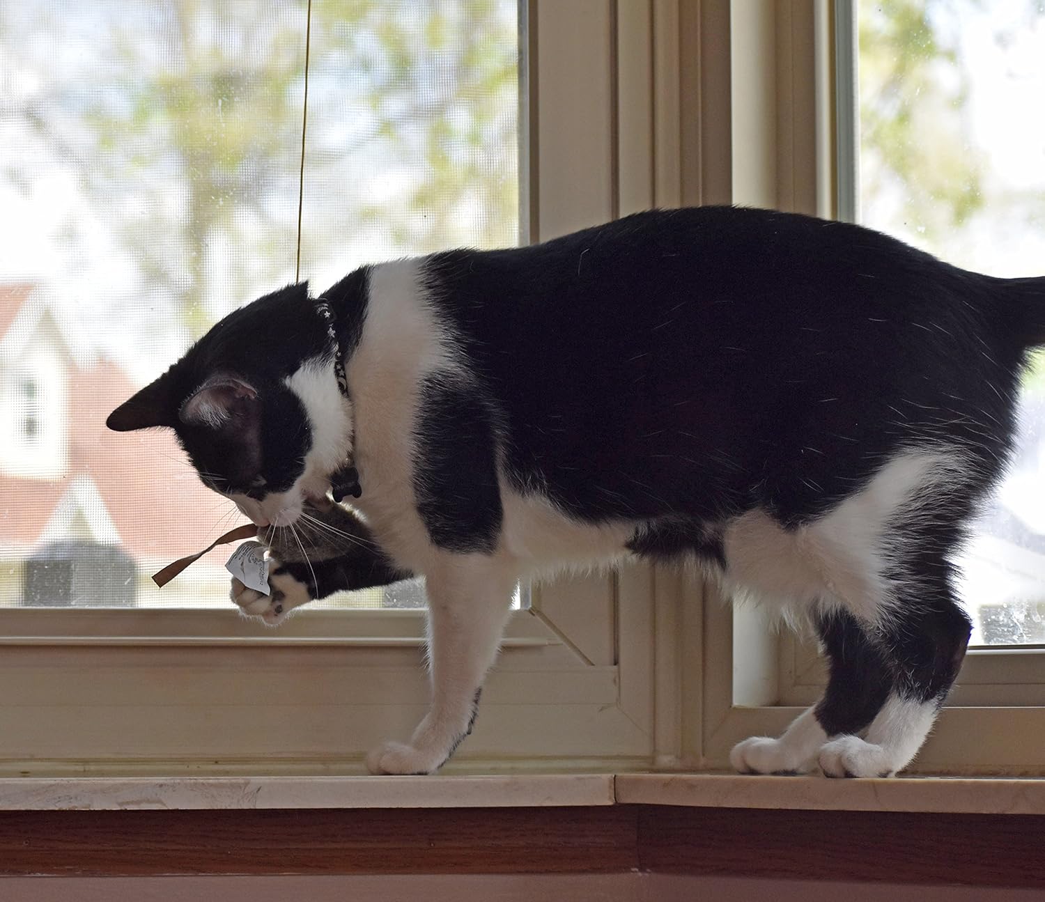 Pet Zone Our Pets Play-N-Squeak Batting Practice Cat Toy: Pet Supplies