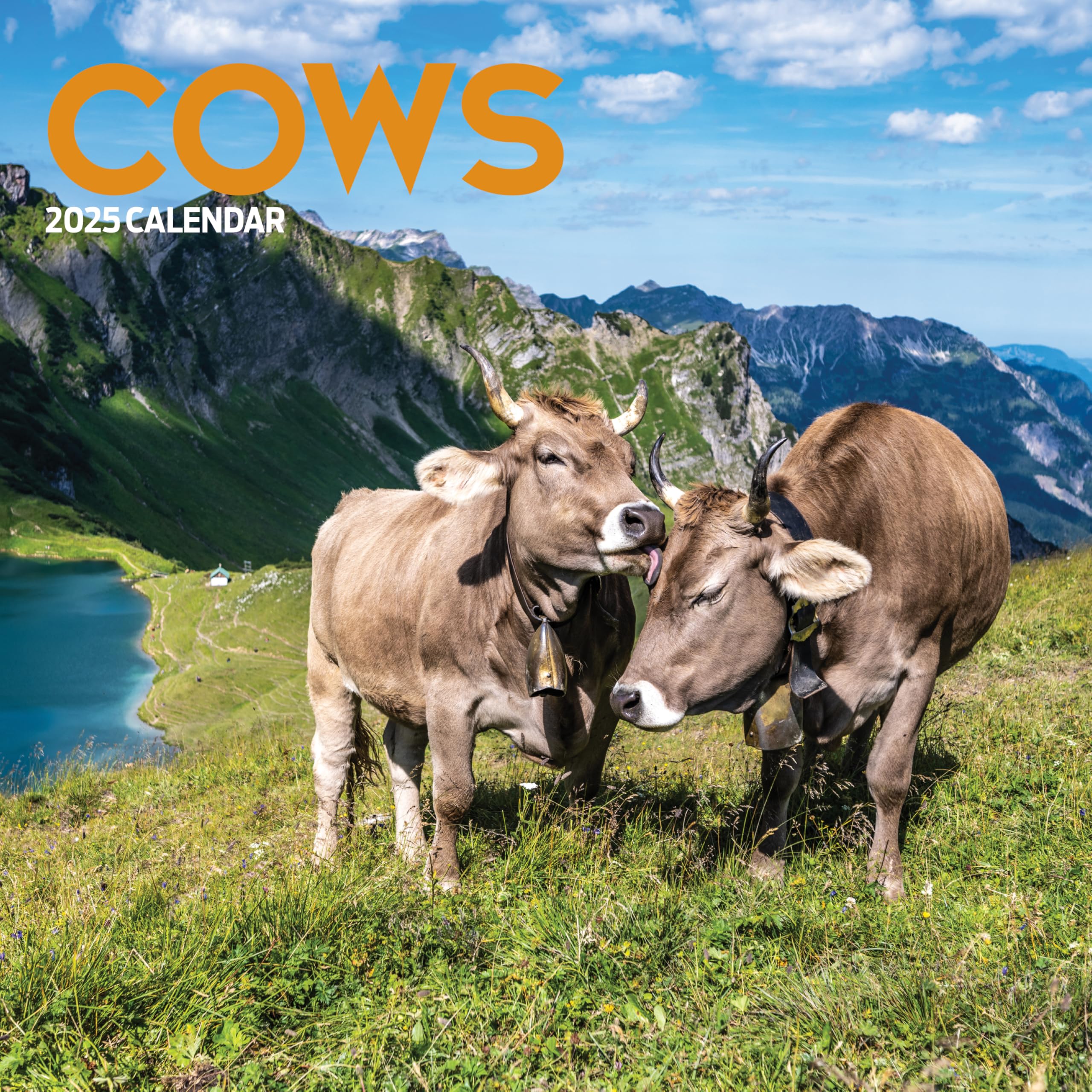 Cows 2025 Calendar