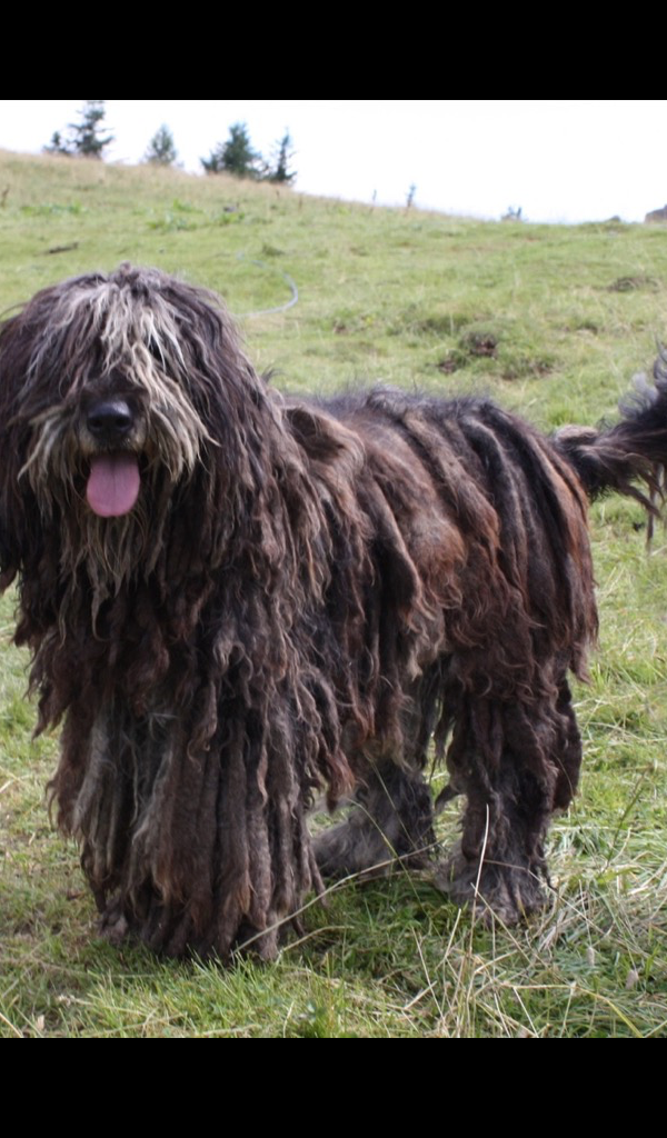 Komondor Mop Dog Wallpaper --  HD Wallpapers of Komondor Mop Dogs! - Thumbnail 2