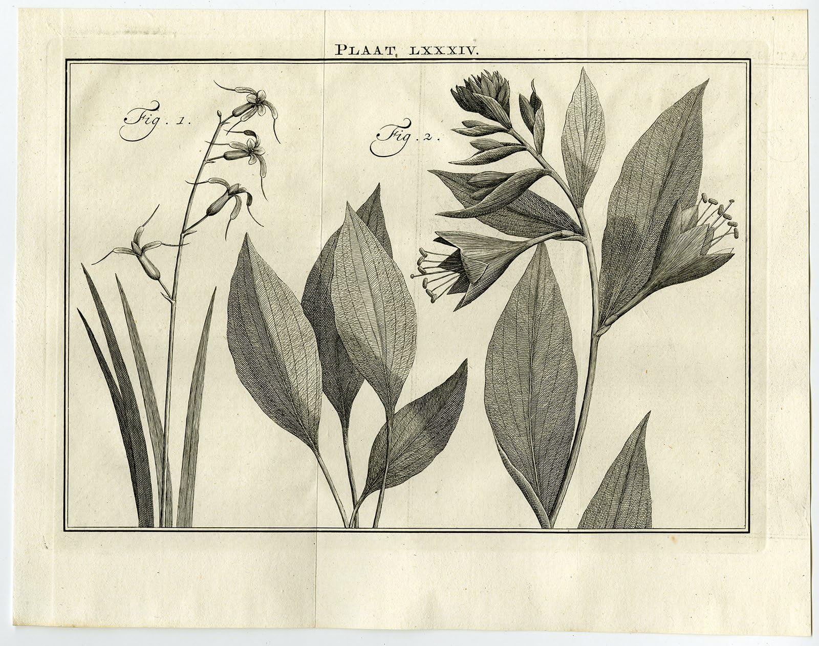 Antique Print-LXXXIV-DIPCADI-ALETRIS-FLOWER-Houttuyn-Linnaeus-Philips-1767