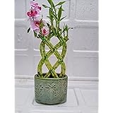 Jmbamboo- Live 8 Braided Style Lucky Bamboo Plant Arrangement with green Vase