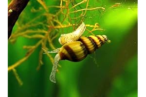 Aquatic Arts 3 Live Assassin Snails/Clea Helena | Snail Remover/Pond Snail Control | Mini Nano Aquarium Tank Maintenance