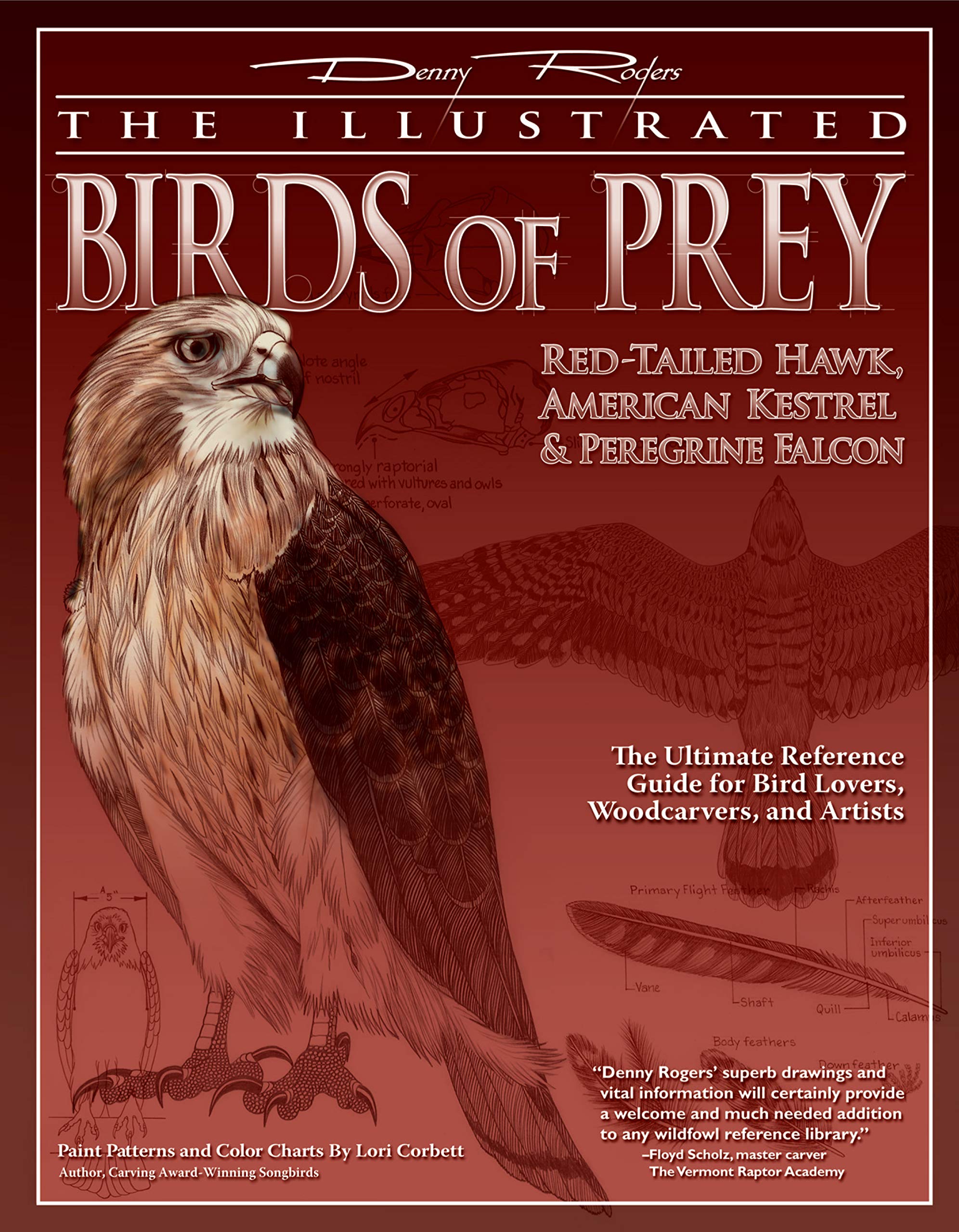 Illustrated Birds Of Prey Red Tailed Hawk American Kestral
