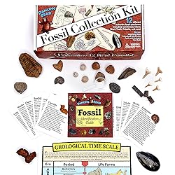 DANCING BEAR Fossil Collection Kit (12 pc Set) Real