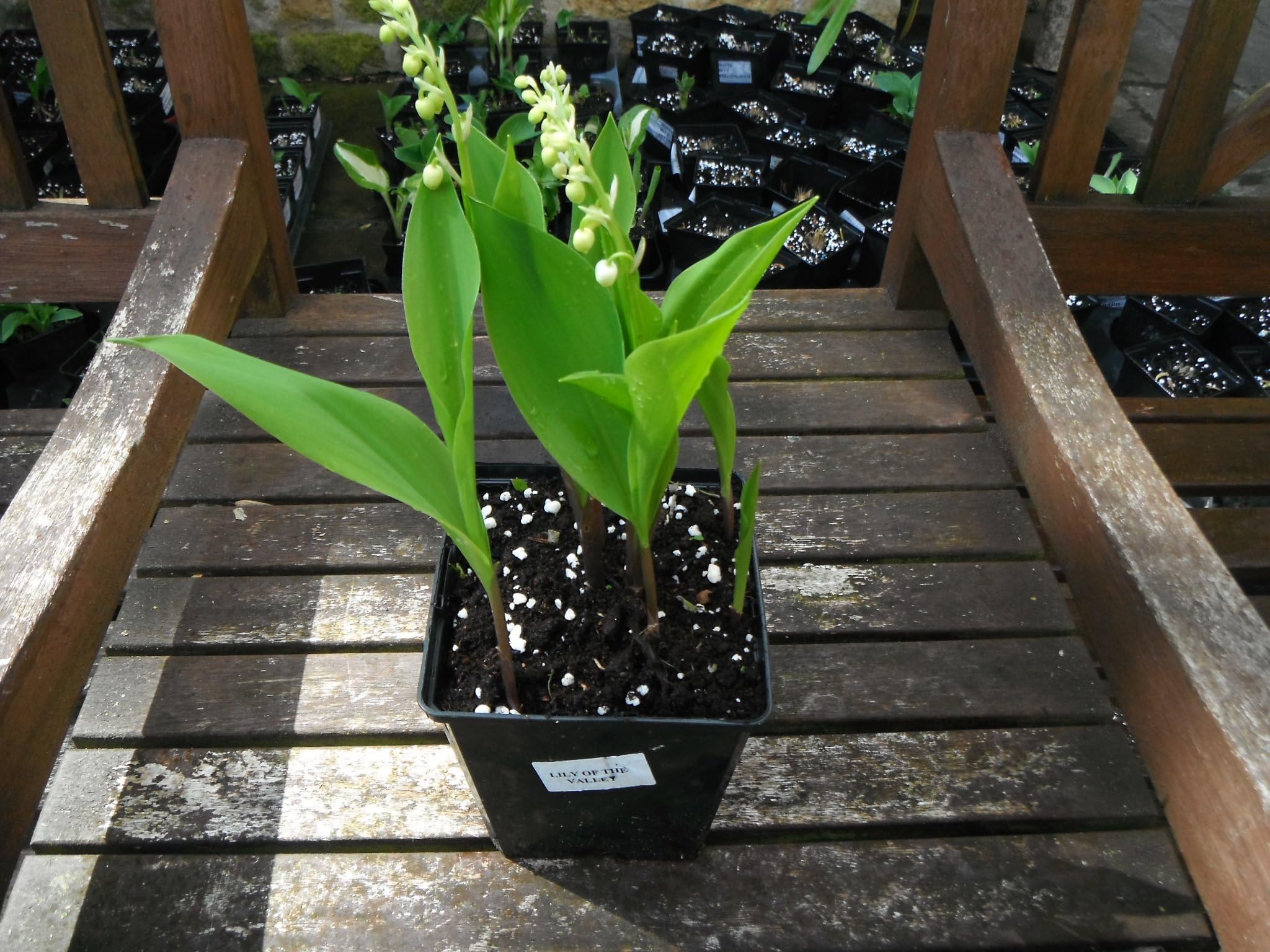 1 X LILY OF THE VALLEY PLANT GROWING IN 1 LITRE POT PERENNIAL GARDEN / PATIO / ROCKERY