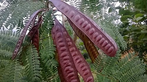 100 Leucaena Leucocephala Seeds, Miracle Lead Tree Seeds in Kenya ...