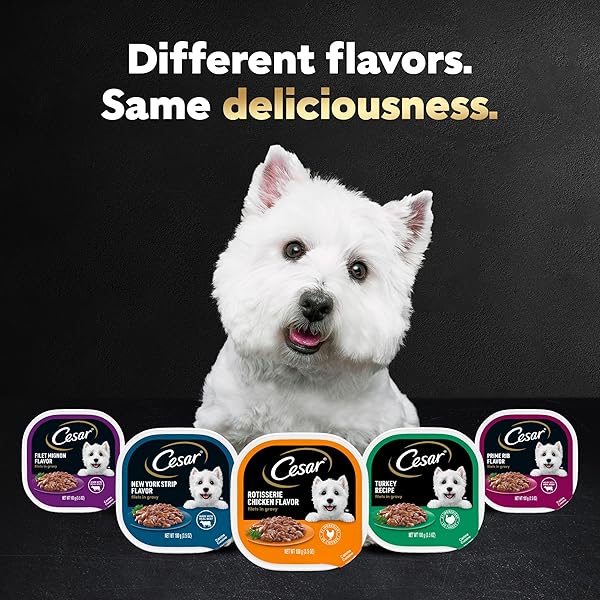 CESAR FILETS IN GRAVY ADULT WET DOG FOOD, NEW YORK STRIP FLAVOR, 3.5 OZ. TRAY