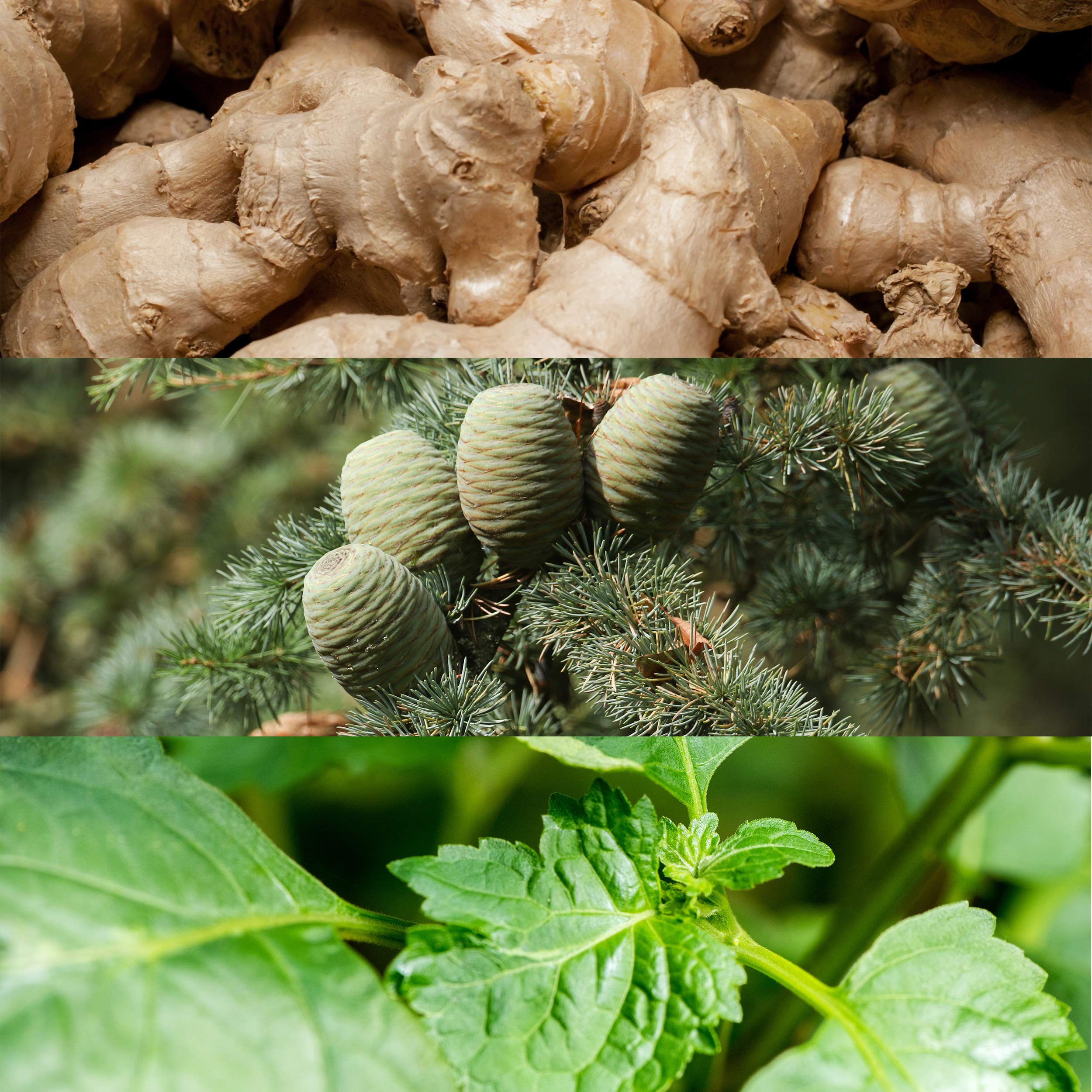 Calvin Klein Euphoria For Men Deodorant- With Notes of Ginger Pepper, Black Basil, Cedar Leaf, Creamy Suede Accord & Patchouli Accord