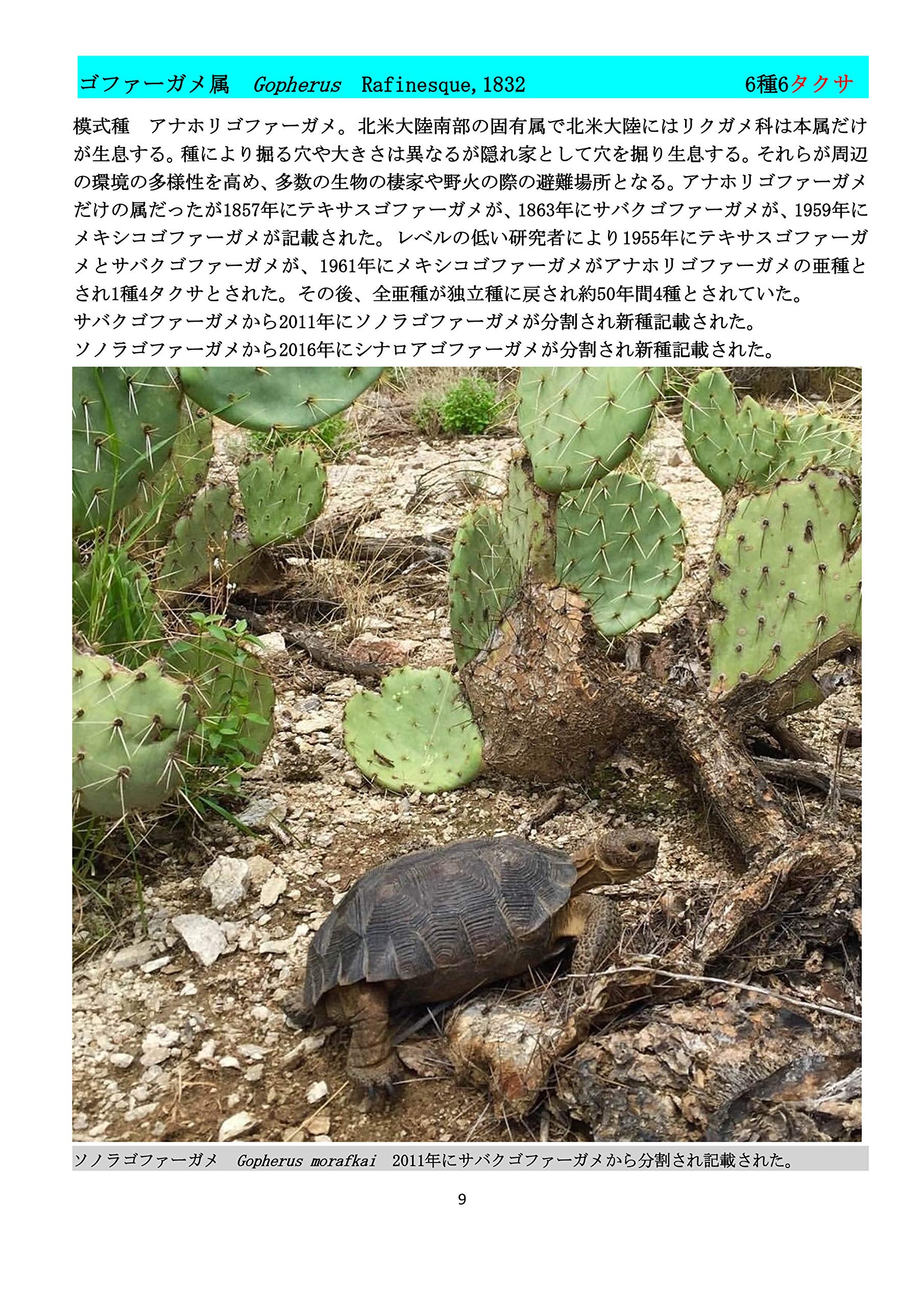 B5 手描きイラストプリント かめ カメ リクガメ 亀 招福 爬虫類 絵 縁起 長寿亀 開運の象徴 雲海 22年最新海外 絵