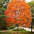 50Pcs Sugar Maple Tree Seeds Deciduous Acer Saccharum Rock Maple Seeds for Garden Outdoor by QAUZUY GARDEN