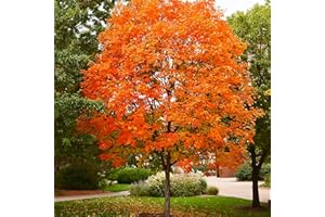 50Pcs Sugar Maple Tree Seeds Deciduous Acer Saccharum Rock Maple Seeds for Garden Outdoor by QAUZUY GARDEN