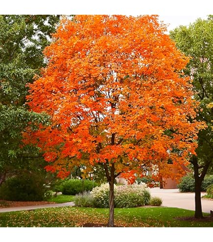 almondtree様 リクエスト 7点 まとめ商品 Amazon.com : New Fresh 60pcs Almond Tree Seeds Generic