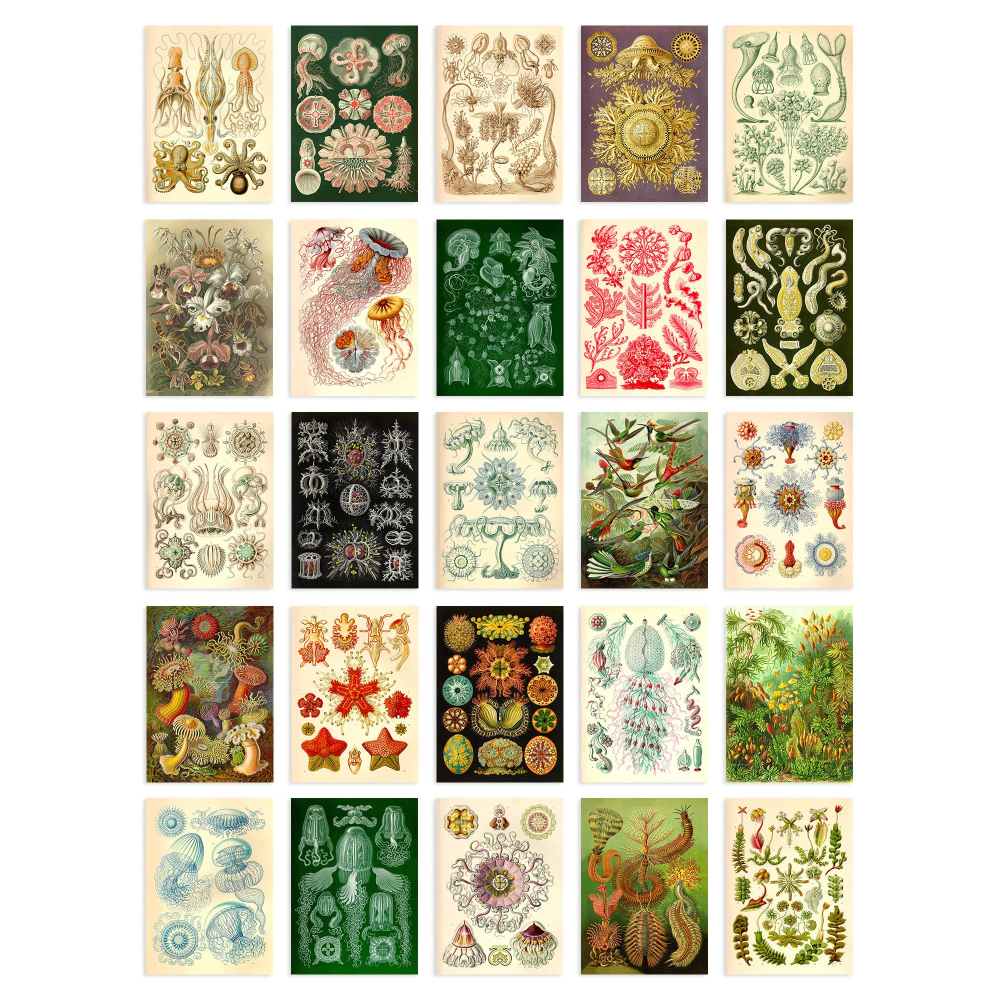 Artery8 50 Pcs Botanical Aesthetic Haeckel Colourful Collage Kit Wall Art Prints A6 Set Pack 14.8 x 10.5 cm (5.8 x 4.1) Bedroom Wall Home Bathroom Pictures Sea Art
